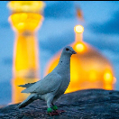 سیدجوادموسوی