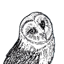 Hedwig