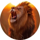 cryptohamed