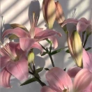 هلیا 🌷محمدی🌸