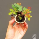 pedilanthus