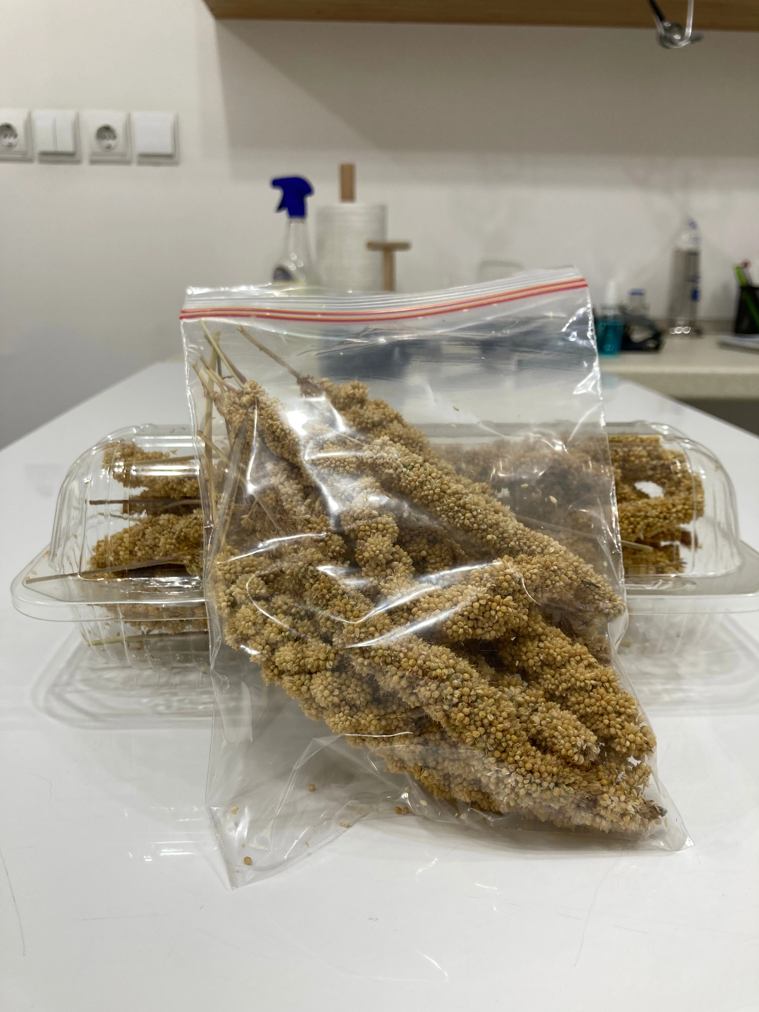 ارزن خوشه ای ارزن خوشه ای یک غذای تشویقی برای طوطی سانان کوچک تا متوسط سایز مانند مرغ عشق ، برزیلی ، عروس هلندی ، گرینچک ، راهب و دیگر طوطی ها میباشد.<br />فروش به صورت بسته بندی <br /><br />بسته کوچک 100 تومان (داخل کیسه زیپ دار)<br />بسته بزرگ 190 تومان (بسته بزرگ پشت کیسه)