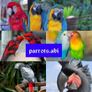 parrotsabi